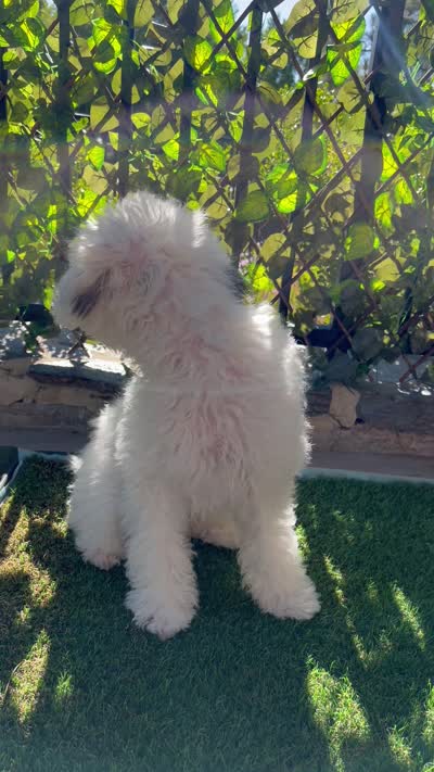 Axl, a male Poodle - Miniature  for sale in Los Angeles, CA – 10 of 10