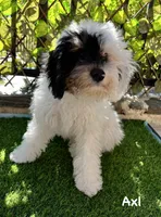 Axl, a male Poodle - Miniature  for sale in Los Angeles, CA – 9 of 10