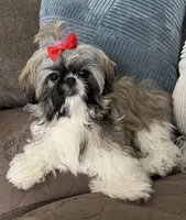 Carley, a female Shih Tzu for sale in Los Angeles, CA – Photo 5 of 6