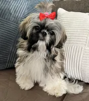 Carley, a female Shih Tzu for sale in Los Angeles, CA – Photo 4 of 6