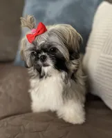 Carley, a female Shih Tzu for sale in Los Angeles, CA – Photo 6 of 6