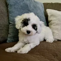 Emma- Reduced Price , a female Poodle - Miniature  for sale in Los Angeles, CA – 3 of 8