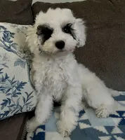 Emma 💖, a female Poodle - Miniature  for sale in Los Angeles, CA – 4 of 10