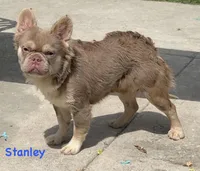 Stanley - Fluffy Frenchie, a male French Bulldog for sale in Los Angeles, CA – 4 of 5