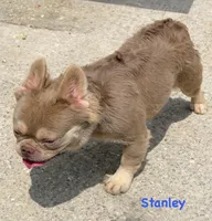 Stanley - Fluffy Frenchie, a male French Bulldog for sale in Los Angeles, CA – 5 of 5