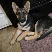 Shelby, a female German Shepherd Dog and Siberian Husky for sale in Greensboro, NC – Photo 2 of 3