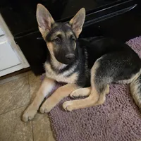 Shelby, a female German Shepherd Dog and Siberian Husky for sale in Greensboro, NC – Photo 1 of 3