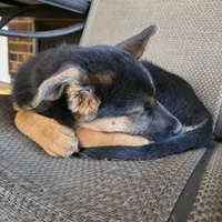 Diesel, a male German Shepherd Dog and Siberian Husky for sale in Greensboro, NC – Photo 1 of 4