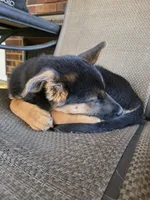 Diesel, a male German Shepherd Dog and Siberian Husky for sale in Greensboro, NC – Photo 1 of 4