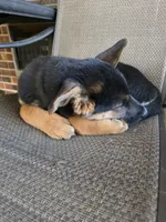 Diesel, a male German Shepherd Dog and Siberian Husky for sale in Greensboro, NC – Photo 2 of 4