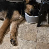 Diesel, a male German Shepherd Dog and Siberian Husky for sale in Greensboro, NC – Photo 4 of 4