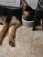 Diesel, a male German Shepherd Dog and Siberian Husky for sale in Greensboro, NC – Photo 4 of 4