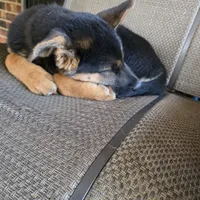 Diesel, a male German Shepherd Dog and Siberian Husky for sale in Greensboro, NC – Photo 3 of 4
