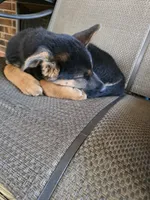 Diesel, a male German Shepherd Dog and Siberian Husky for sale in Greensboro, NC – Photo 3 of 4