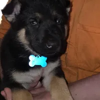 Skylar, a male German Shepherd Dog and Siberian Husky for sale in Greensboro, NC – Photo 2 of 6