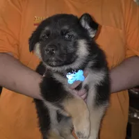 Skylar, a male German Shepherd Dog and Siberian Husky for sale in Greensboro, NC – Photo 4 of 6