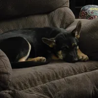 Skylar, a male German Shepherd Dog and Siberian Husky for sale in Greensboro, NC – Photo 6 of 6