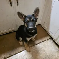 Skylar, a male German Shepherd Dog and Siberian Husky for sale in Greensboro, NC – Photo 5 of 6