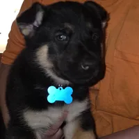 Skylar, a male German Shepherd Dog and Siberian Husky for sale in Greensboro, NC – Photo 3 of 6