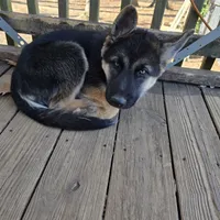Porcha, a female German Shepherd Dog and Siberian Husky for sale in Greensboro, NC – Photo 1 of 2