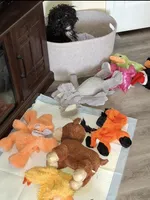 Hanson, a male Cavapoo for sale in Owensboro, KY – Photo 2 of 2