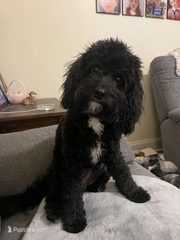 Hanson – Cavapoo puppy for sale in Owensboro, KY