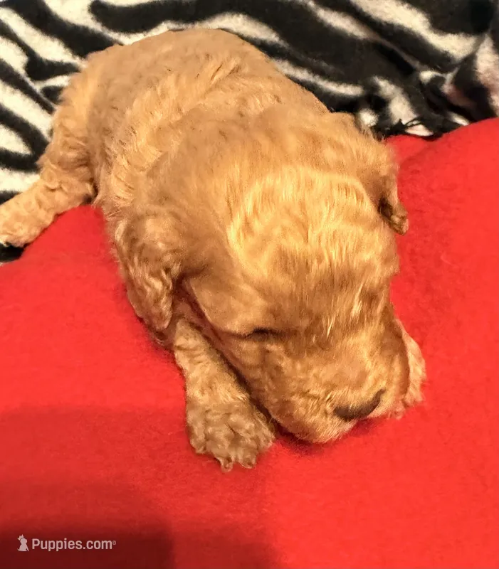 F1B Cavapoos 4 males – Cavapoo puppy for sale in Owensboro, KY
