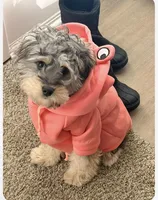 Coach, a male Cavapoo for sale in Owensboro, KY – Photo 2 of 2