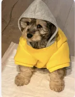 Coach, a male Cavapoo for sale in Owensboro, KY – Photo 1 of 2