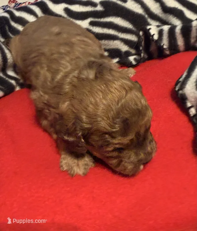 F1B cavapoo – Cavapoo puppy for sale in Owensboro, KY