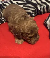 F1B cavapoo, a male Cavapoo for sale in Owensboro, KY – 1 of 1