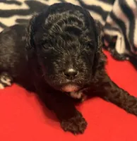 F1B Cavapoos, a male Cavapoo for sale in Owensboro, KY – 1 of 1
