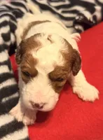 F1B cavapoo, a male Cavapoo for sale in Owensboro, KY – 1 of 1