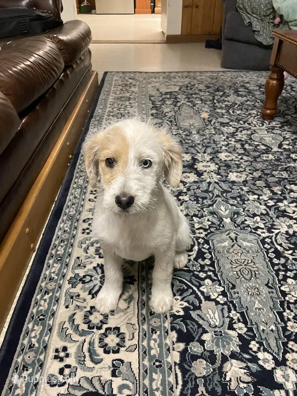 Gracie – Aussiedoodle puppy for sale in Aberdeen, WA