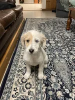 Gracie, a female Aussiedoodle for sale in Aberdeen, WA – Photo 1 of 3