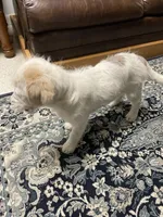 Gracie, a female Aussiedoodle for sale in Aberdeen, WA – Photo 3 of 3