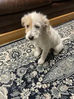 Gracie, a female Aussiedoodle for sale in Aberdeen, WA – Photo 2 of 3