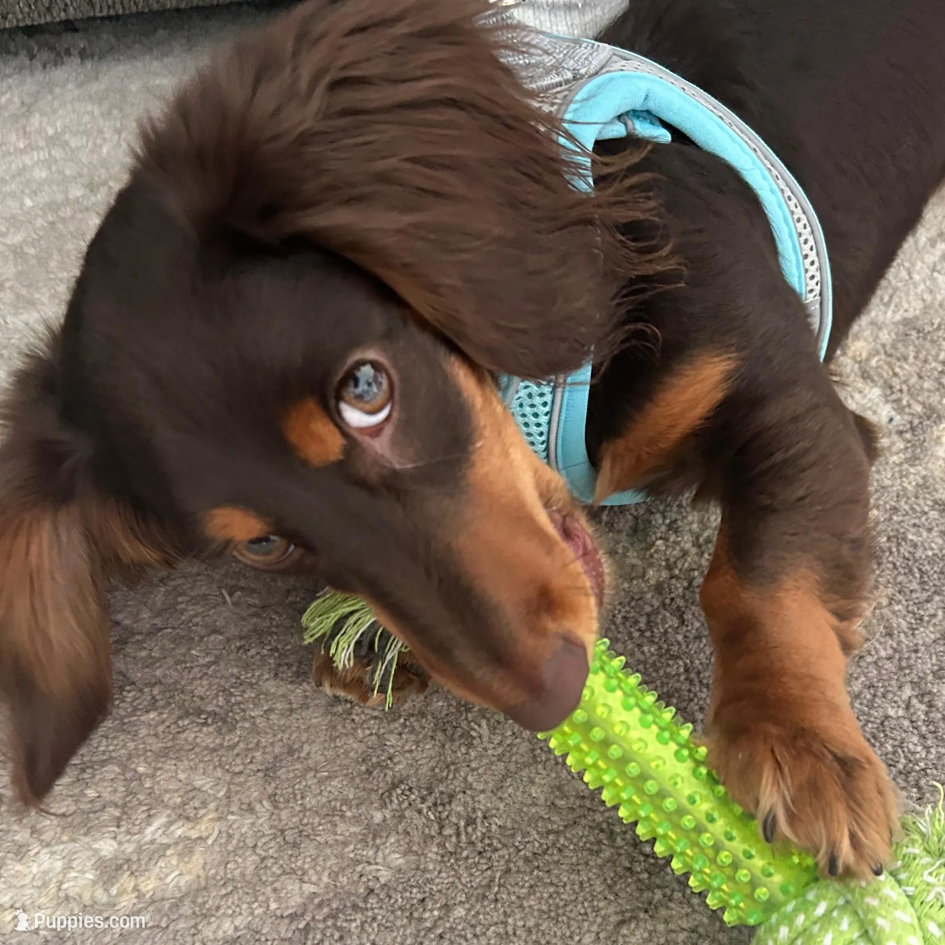 Mateo, a male Miniature Dachshund for sale in Savannah, GA – Photo 3 of 4
