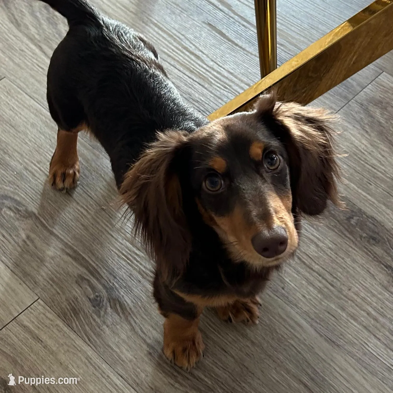 Mateo, a male Miniature Dachshund for sale in Savannah, GA – Photo 4 of 4