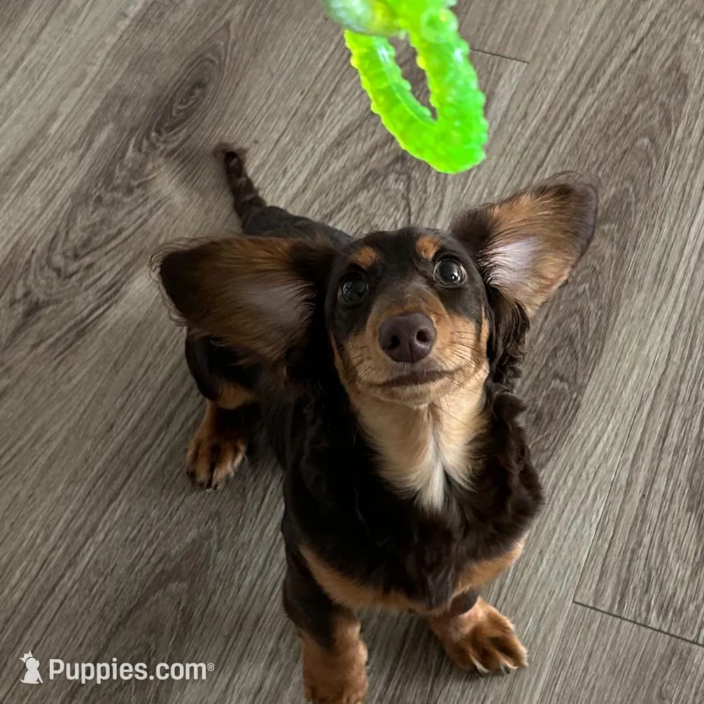 Mateo, a male Miniature Dachshund for sale in Savannah, GA – Photo 2 of 4