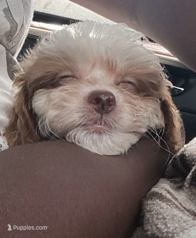 Bella – Shihpoo puppy for sale in Columbus, GA