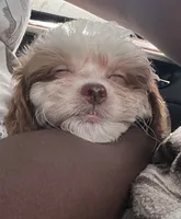 Bella, a female Shihpoo for sale in Columbus, GA – 1 of 3