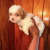 Bella, a female Shihpoo for sale in Columbus, GA – 3 of 3