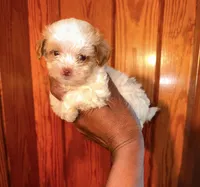 Bella, a female Shihpoo for sale in Columbus, GA – 2 of 3
