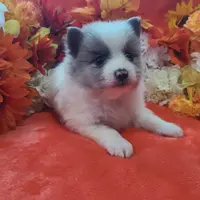 Ace, a male Pomeranian for sale in Longview, WA – Photo 7 of 7