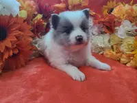 Ace, a male Pomeranian for sale in Longview, WA – Photo 7 of 7
