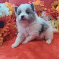 Ace, a male Pomeranian for sale in Longview, WA – Photo 6 of 7