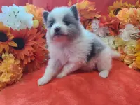 Ace, a male Pomeranian for sale in Longview, WA – Photo 6 of 7