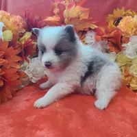 Ace, a male Pomeranian for sale in Longview, WA – Photo 5 of 7