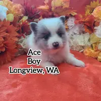 Ace, a male Pomeranian for sale in Longview, WA – Photo 4 of 7